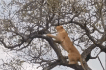 Báo hoa mai bị sư tử dồn đến đường cùng, thoát chết nhờ vị cứu tinh bất ngờ