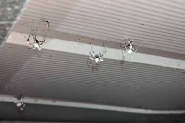 Nấm ký sinh biến nhện nhà thành “xác sống”