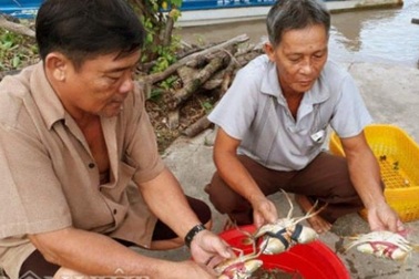 Kiếm vài triệu/ngày nhờ nuôi tôm, cua, sò huyết ở chung 1 ao