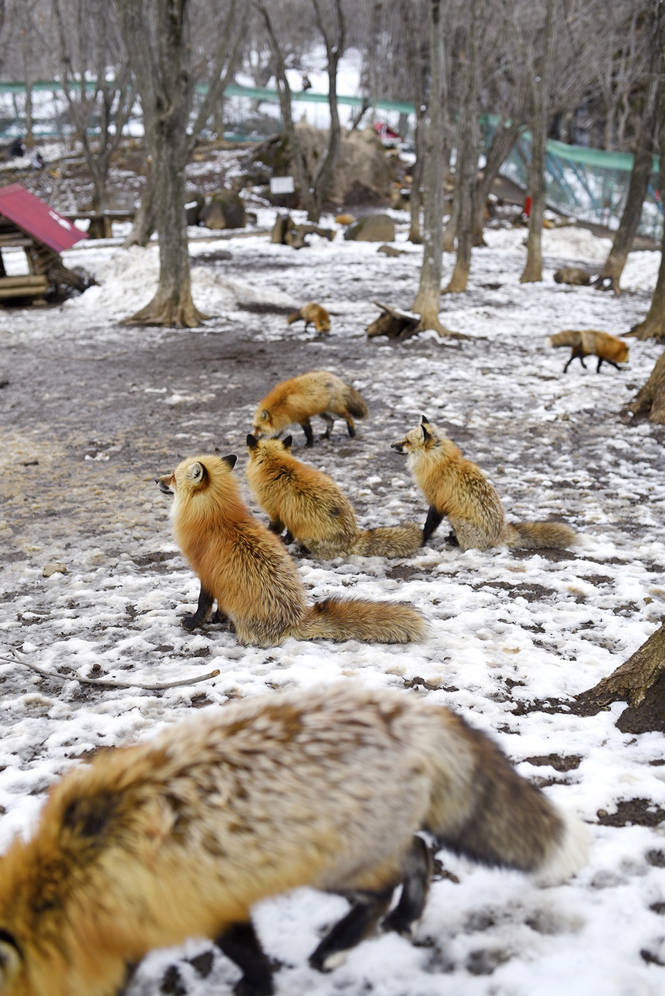 Ngôi làng kỳ lạ với bầy cáo đáng yêu - 5