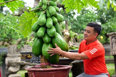 Đu đủ bonsai siêu độc được săn lùng chơi Tết