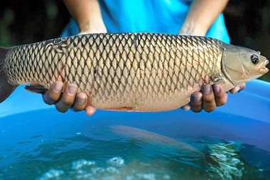 Nghề tay trái giúp nông dân thu về thêm gần 50 triệu đồng/năm