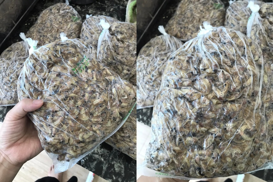 Lạ lùng côn trùng chỉ sống vài giờ, lên bàn nhậu thành đặc sản ở Hà Nội - 8 Lạ lùng côn trùng chỉ sống vài giờ, lên bàn nhậu thành đặc sản ở Hà Nội - 8