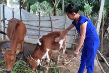 Thấy gì qua công tác giảm nghèo ở một huyện miền núi