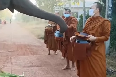 Voi xin ăn nhóm nhà sư đi khất thực