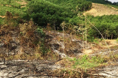 Bắt tạm giam nguyên Trưởng ban và 2 cán bộ Ban quản lý rừng phòng hộ