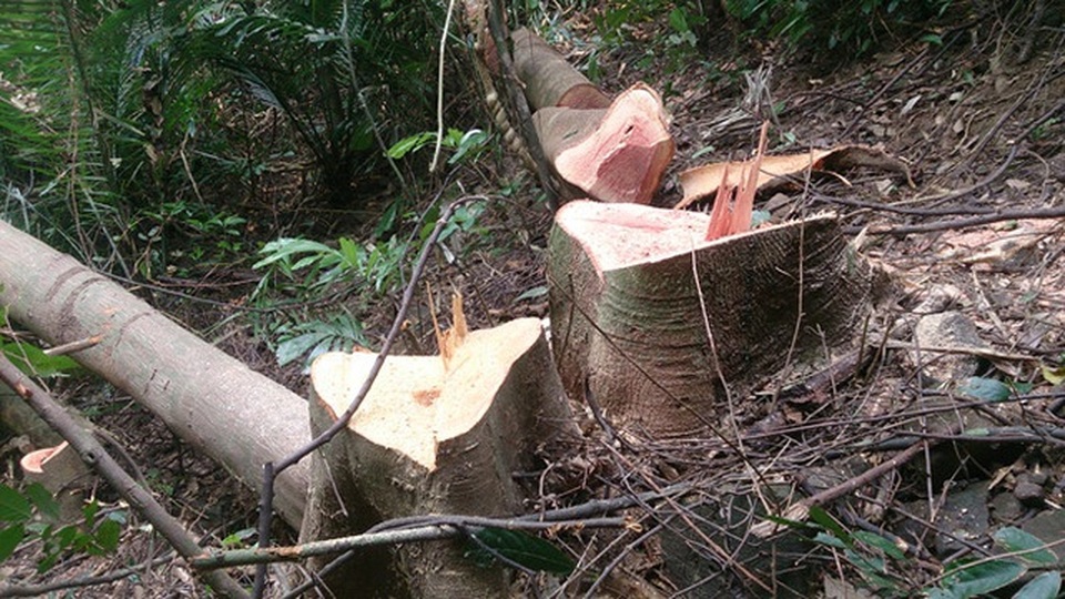 Để xảy ra phá rừng, Hạt trưởng Kiểm lâm bị giáng chức - 1 Để xảy ra phá rừng, Hạt trưởng Kiểm lâm bị giáng chức - 1