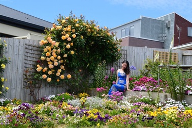 Khu vườn gần 50 loài hoa hồng khoe sắc quanh năm của mẹ Việt ở Úc