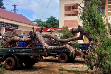 Bị phát hiện chở cây thông cổ thụ, 2 tài xế "bỏ của chạy lấy người"