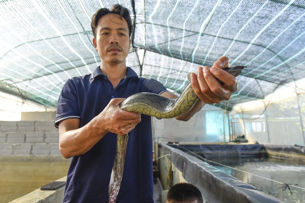 Nông dân bỏ túi hơn nửa tỷ đồng mỗi năm nhờ nuôi nhân sâm nước - 4 Nông dân bỏ túi hơn nửa tỷ đồng mỗi năm nhờ nuôi nhân sâm nước - 4