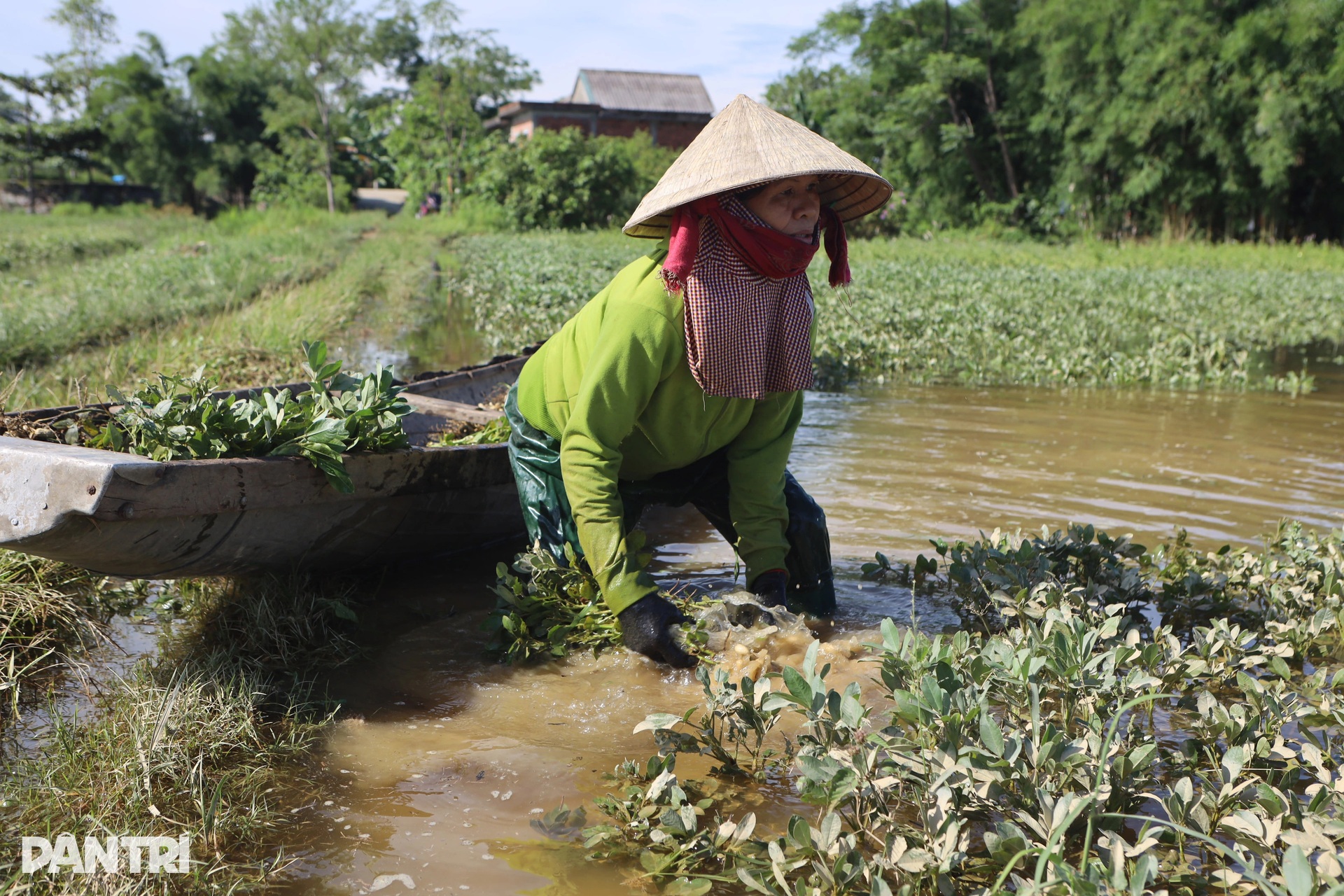Nông dân bóp bùn, mò vét hoa màu ngập trong lũ dị thường - 4 Nông dân bóp bùn, mò vét hoa màu ngập trong lũ dị thường - 4
