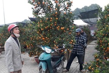 “Đội” giá rét vận chuyển cây dịp Tết, kiếm tiền triệu mỗi ngày