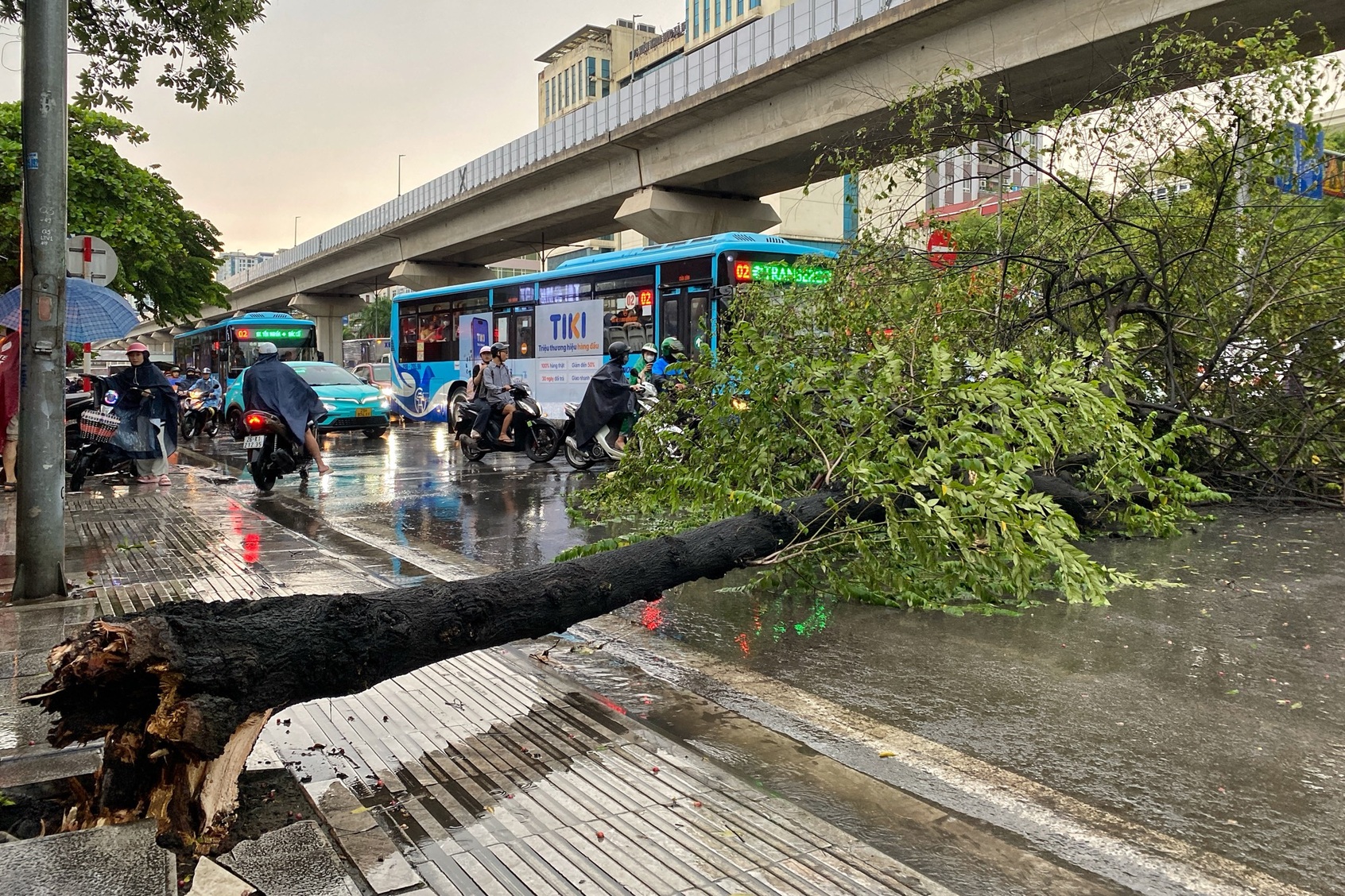 Hà Nội mưa lớn, cây đổ trên đường