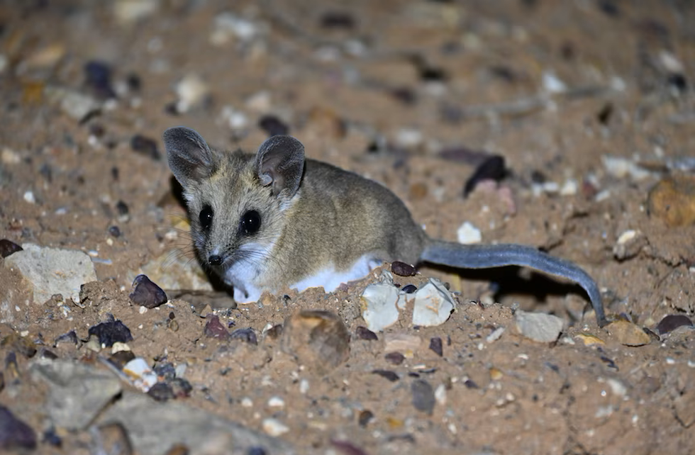 Sau sói khổng lồ, thêm một loài động vật tuyệt chủng sắp được tái sinh - 4