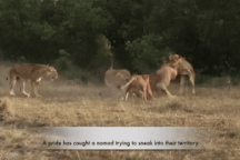 Sư tử đực chạy thục mạng vì bị sư tử cái bao vây, đuổi đánh