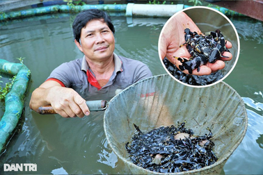 "Tỷ phú cá bè" kể chuyện mổ bụng cá "ép đẻ" để duy trì loài sắp tuyệt chủng