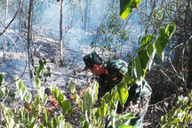 Cháy rừng suốt 4 giờ, hơn 10 hecta keo bị thiêu rụi