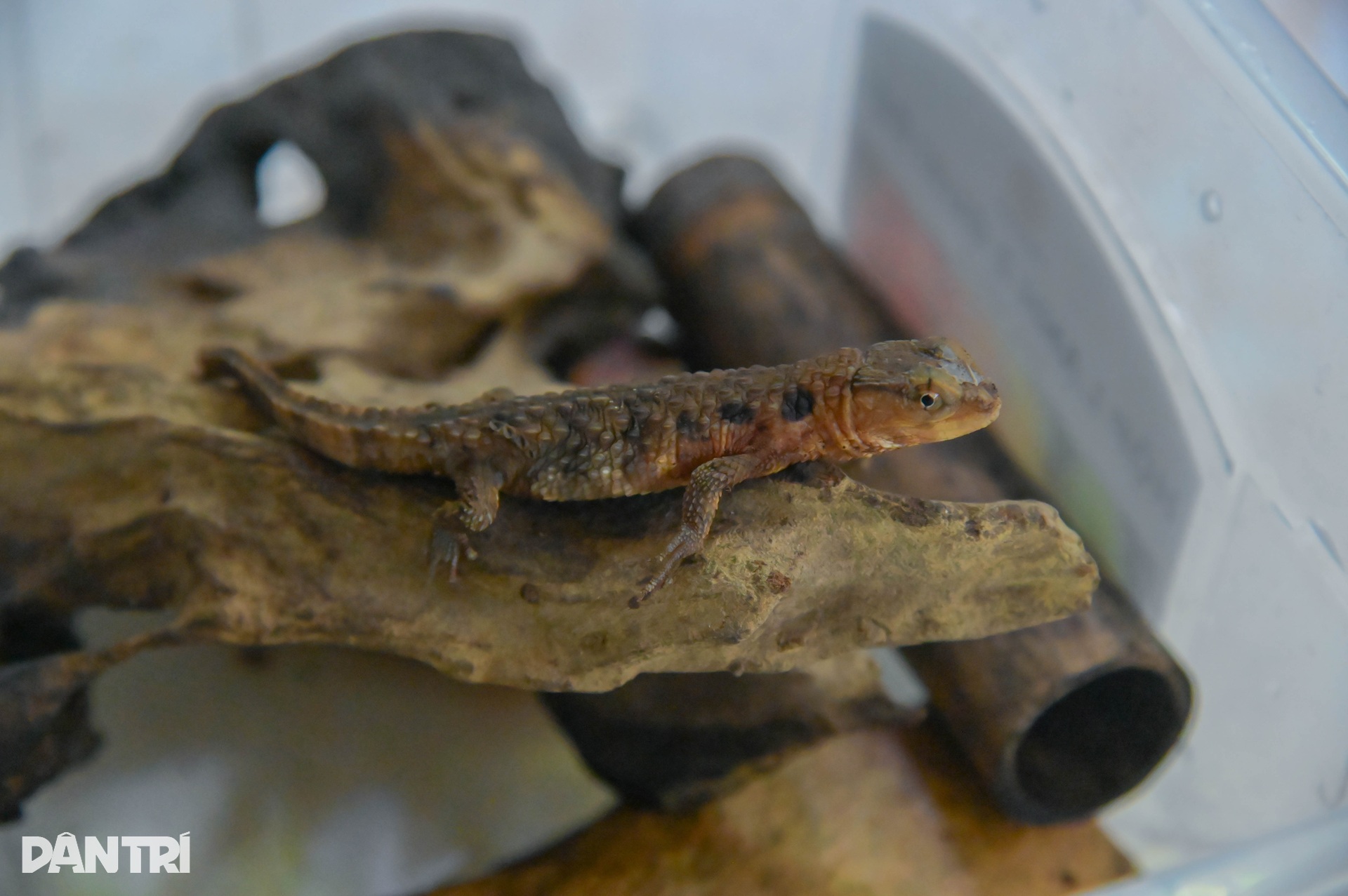 Cận cảnh loài thằn lằn cá sấu ở Việt Nam, có mặt từ thời khủng long - 1 Cận cảnh loài thằn lằn cá sấu ở Việt Nam, có mặt từ thời khủng long - 1