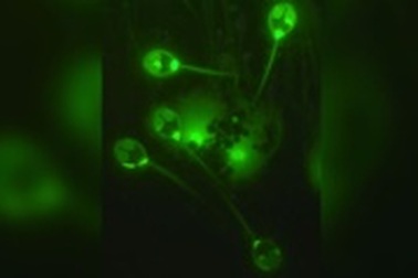 Phát hiện ra loài động vật đầu tiên sống không cần oxy