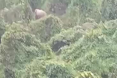 Năm cá thể voi xuất hiện ở xã Quế Lâm