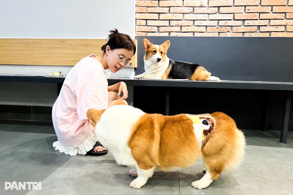 Từ vụ chó Alaska bị đánh đập: Cà phê thú cưng có đang bóc lột vật nuôi? - 3 Từ vụ chó Alaska bị đánh đập: Cà phê thú cưng có đang bóc lột vật nuôi? - 3