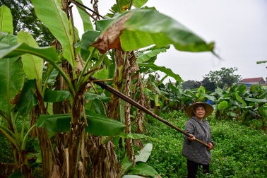 Gặp người phụ nữ hơn 35 năm hái lá chuối mưu sinh