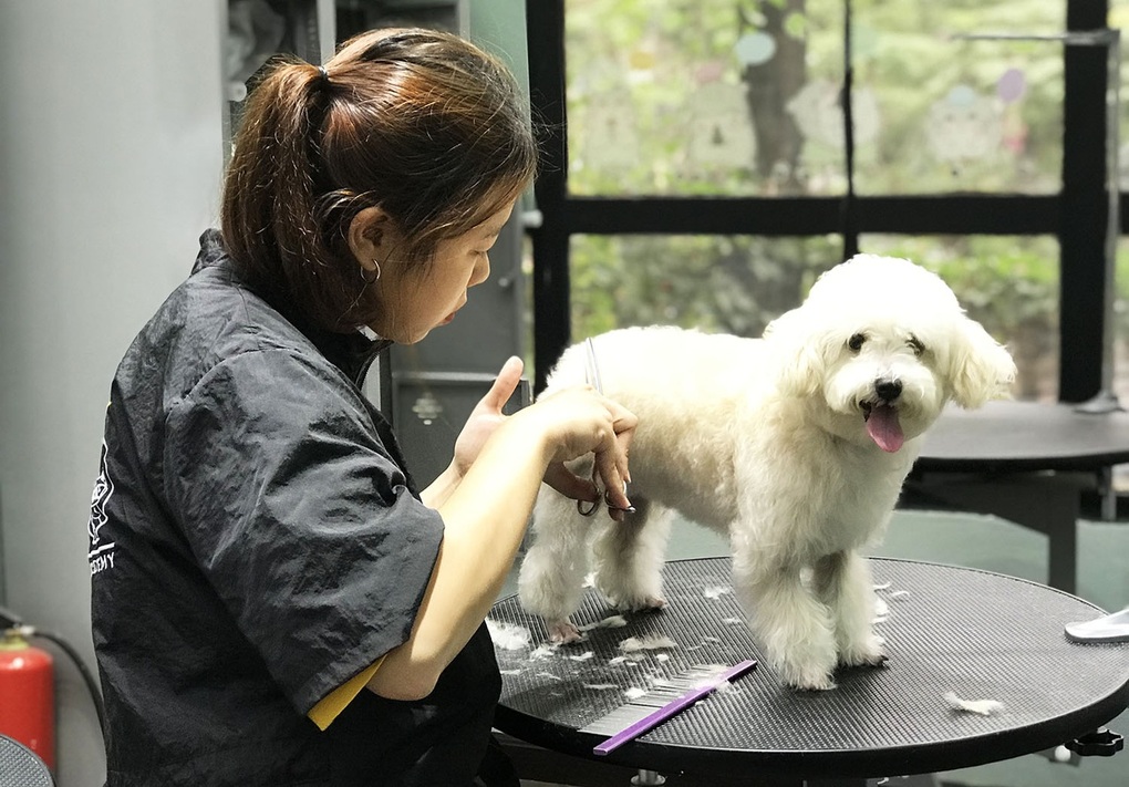 Bộ Nông nghiệp trả lời đề xuất thành lập Hiệp hội Cắt tỉa lông thú cưng - 1 Bộ Nông nghiệp trả lời đề xuất thành lập Hiệp hội Cắt tỉa lông thú cưng - 1