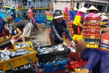 Quảng Trị: Ngư dân thu gần trăm triệu đồng nhờ trúng “lộc biển” đầu năm