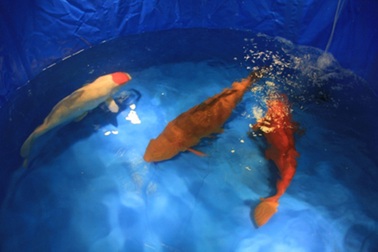 Hà Nội: Xuất hiện con cá chép Nhật giá 200 triệu đồng