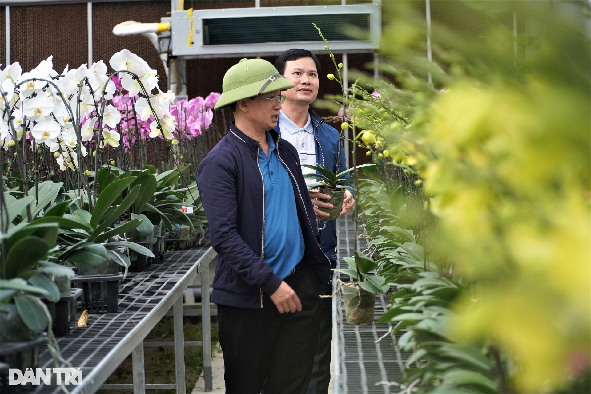 Thu 8 tỷ đồng dịp Tết sau cú liều trồng hoa cao cấp trên đất khắc nghiệt - 12 Thu 8 tỷ đồng dịp Tết sau cú liều trồng hoa cao cấp trên đất khắc nghiệt - 12