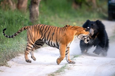 Gấu và hổ Siberia chạm trán ở Ấn Độ