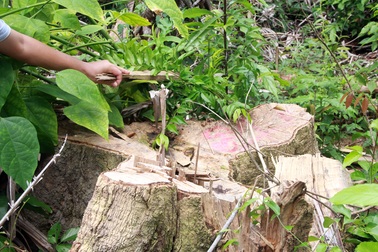 Vụ "tàn sát" rừng già ở Phú Yên: Nhóm lâm tặc đối diện hình phạt nào?