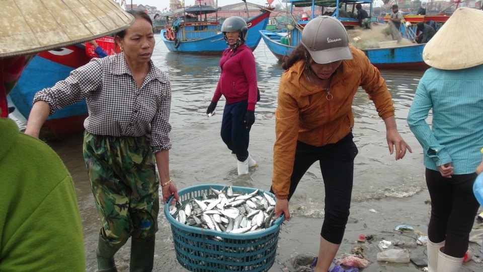 Ngư dân Quảng Bình trúng đậm cá trích ngày mở biển - 4 Ngư dân Quảng Bình trúng đậm cá trích ngày mở biển - 4