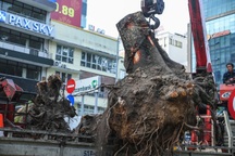 Đơn vị cải tạo vỉa hè tự ý chặt rễ cây xanh ở TPHCM bị xử lý