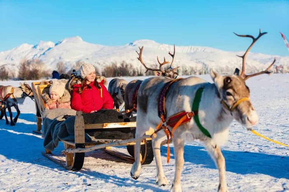 Thú cưỡi của ông già Noel thành món ăn yêu thích trên bàn tiệc - 1 Thú cưỡi của ông già Noel thành món ăn yêu thích trên bàn tiệc - 1