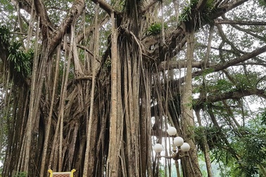 “Cây đa di sản” hơn 300 tuổi có chu vi lớn nhất Việt Nam