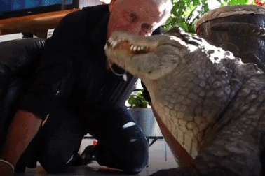 Người đàn ông nuôi hơn 400 động vật bò sát trong nhà... làm thú cưng