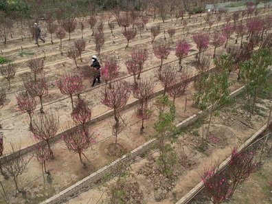 Toàn cảnh vùng đào Nhật Tân rực rỡ sắc màu của Tết