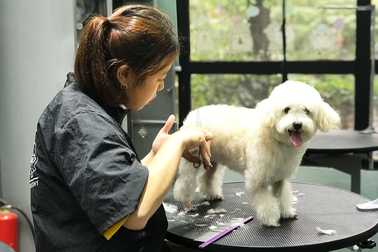 Bộ Nông nghiệp trả lời đề xuất thành lập Hiệp hội Cắt tỉa lông thú cưng