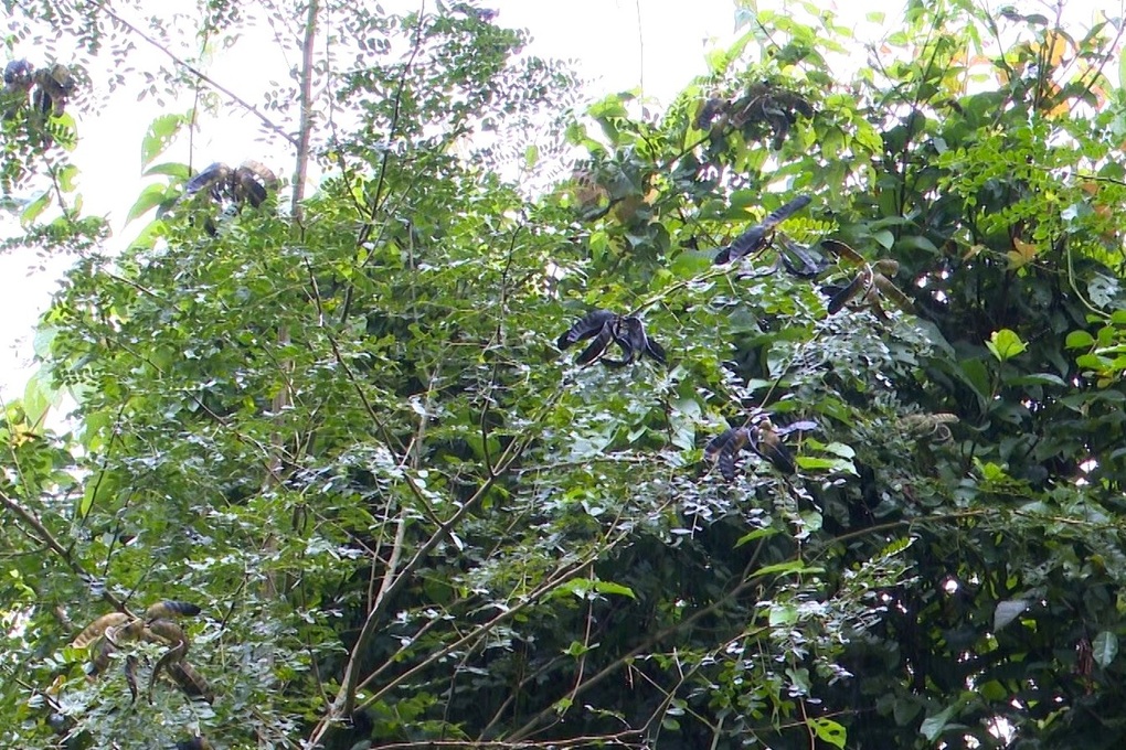 Lập hàng rào bồ kết dài 7km ngăn xung đột giữa voi và người - 3 Lập hàng rào bồ kết dài 7km ngăn xung đột giữa voi và người - 3