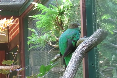 Lắng nghe tiếng hót của Quetzal