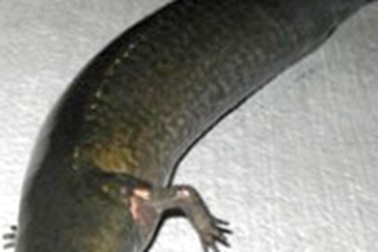 Florida xuất hiện cá có “chân” 