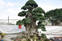 Đại gia tiếc ngẩn ngơ, chi 10 tỷ đồng không mua nổi cây duối cổ