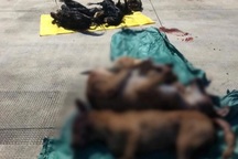 Nhóm trộm chó vứt xe bỏ chạy khi phát hiện công an tuần tra