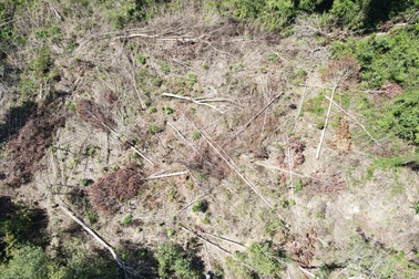 Khởi tố vụ phá rừng ngay gần trụ sở UBND huyện