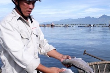 Lao đao vì cá chết hàng loạt không rõ nguyên nhân