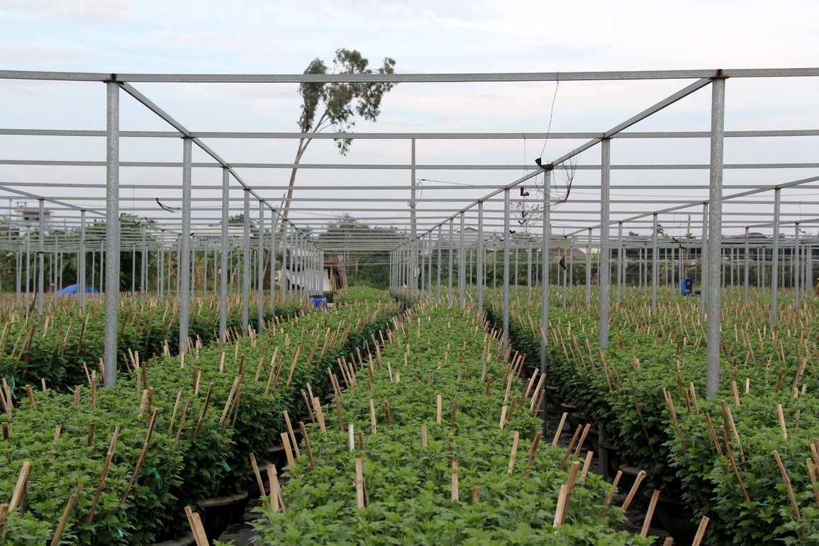 Dịch bệnh và giá phân bón tăng nhanh, người trồng hoa Tết nơm nớp - 1 Dịch bệnh và giá phân bón tăng nhanh, người trồng hoa Tết nơm nớp - 1
