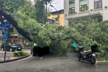 Hà Nội: Cây phượng đổ trúng 3 ô tô trên phố Tràng Thi