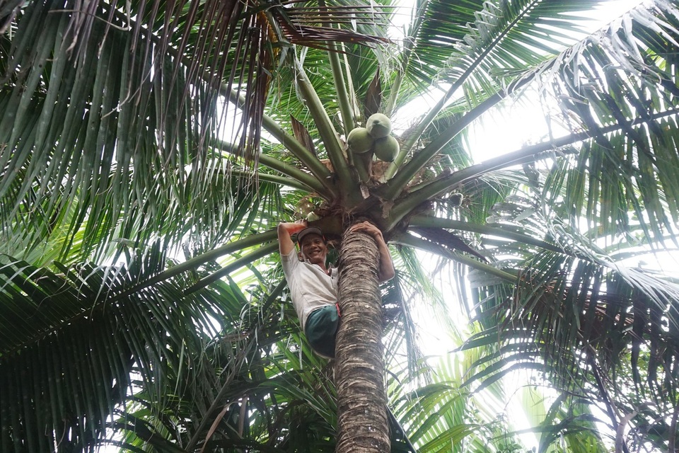 Thán phục người đàn ông bị cụt 2 chân vẫn đào đất, leo dừa thoăn thoắt - 1 Thán phục người đàn ông bị cụt 2 chân vẫn đào đất, leo dừa thoăn thoắt - 1