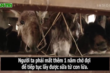 Hé lộ quy trình làm phô mai đắt đỏ từ sữa lừa, hơn 27 triệu đồng/kg